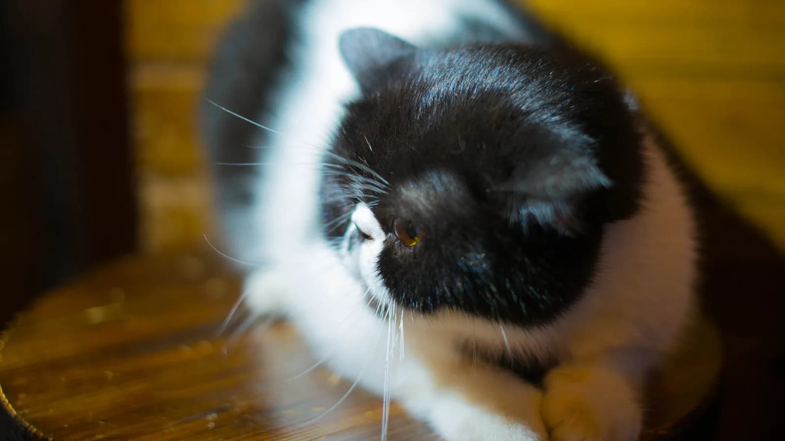 Black-and-white bicolor Exotic Shorthair crouched on a wooden stool: the plush twin the price page prices