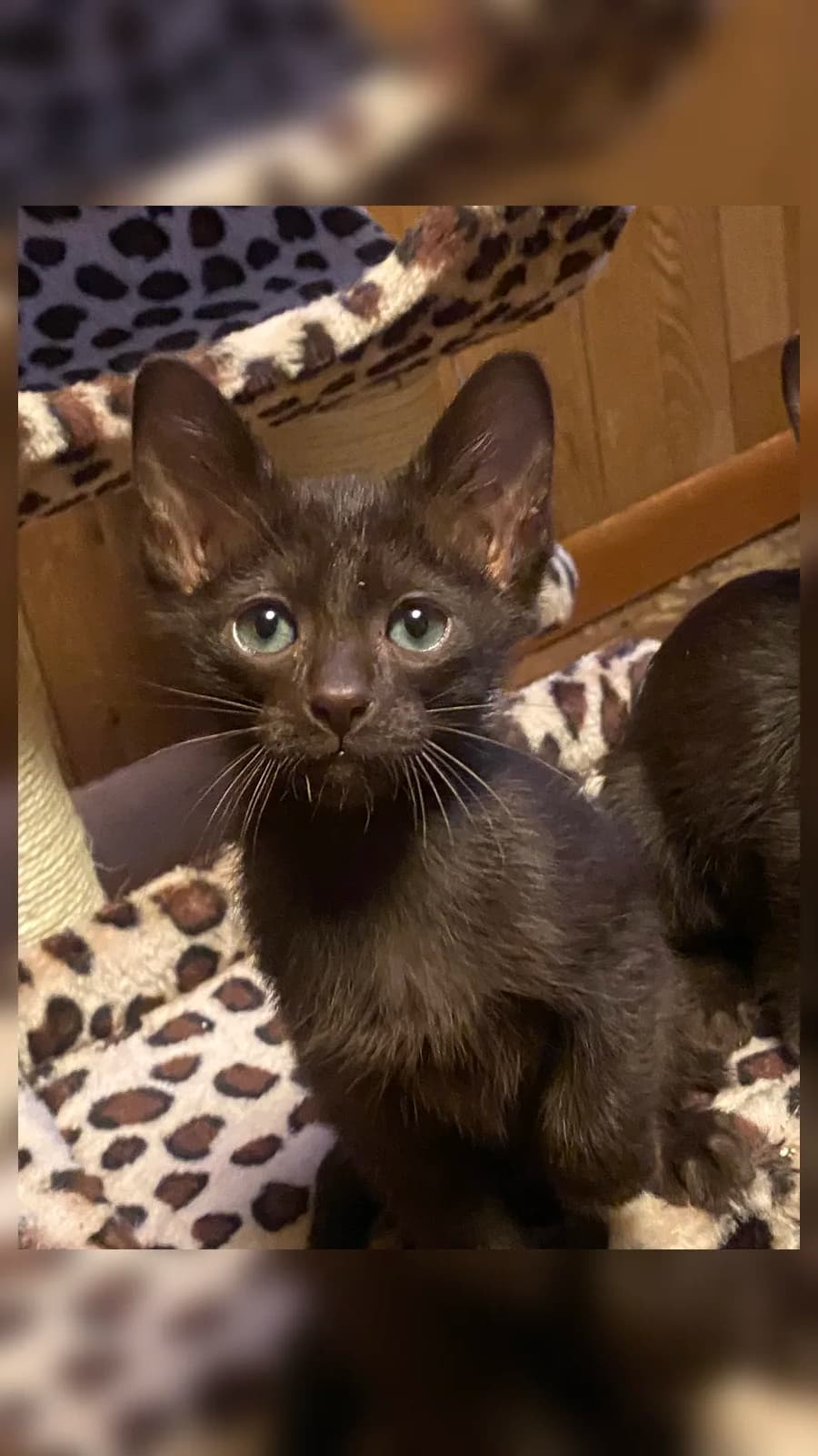 Chocolate Havana Brown kitten playing on a leopard-print blanket, from a one-cattery market