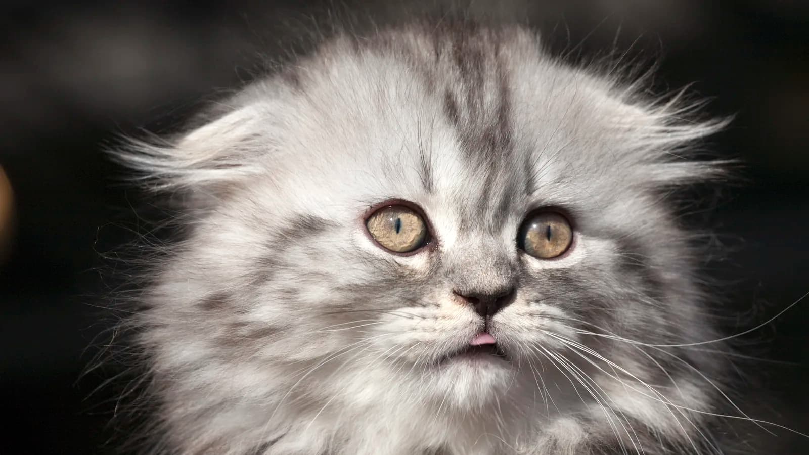 Silver longhair fold kitten with the flattened ears, from a market that rarely files the variety separately