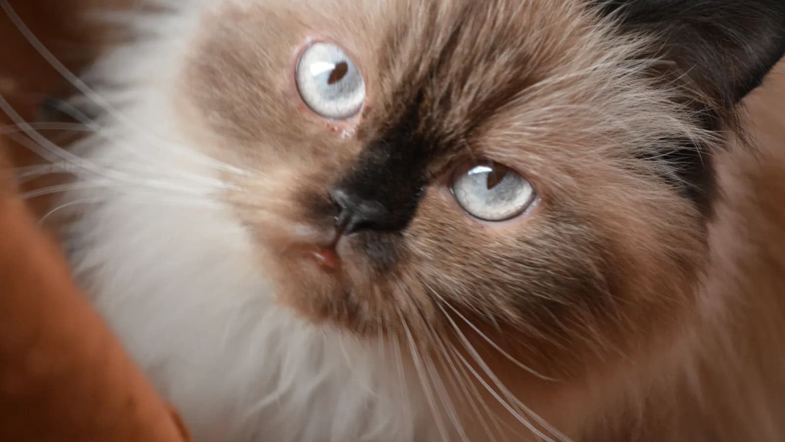 Chocolate point Himalayan showing the dark points against a pale body
