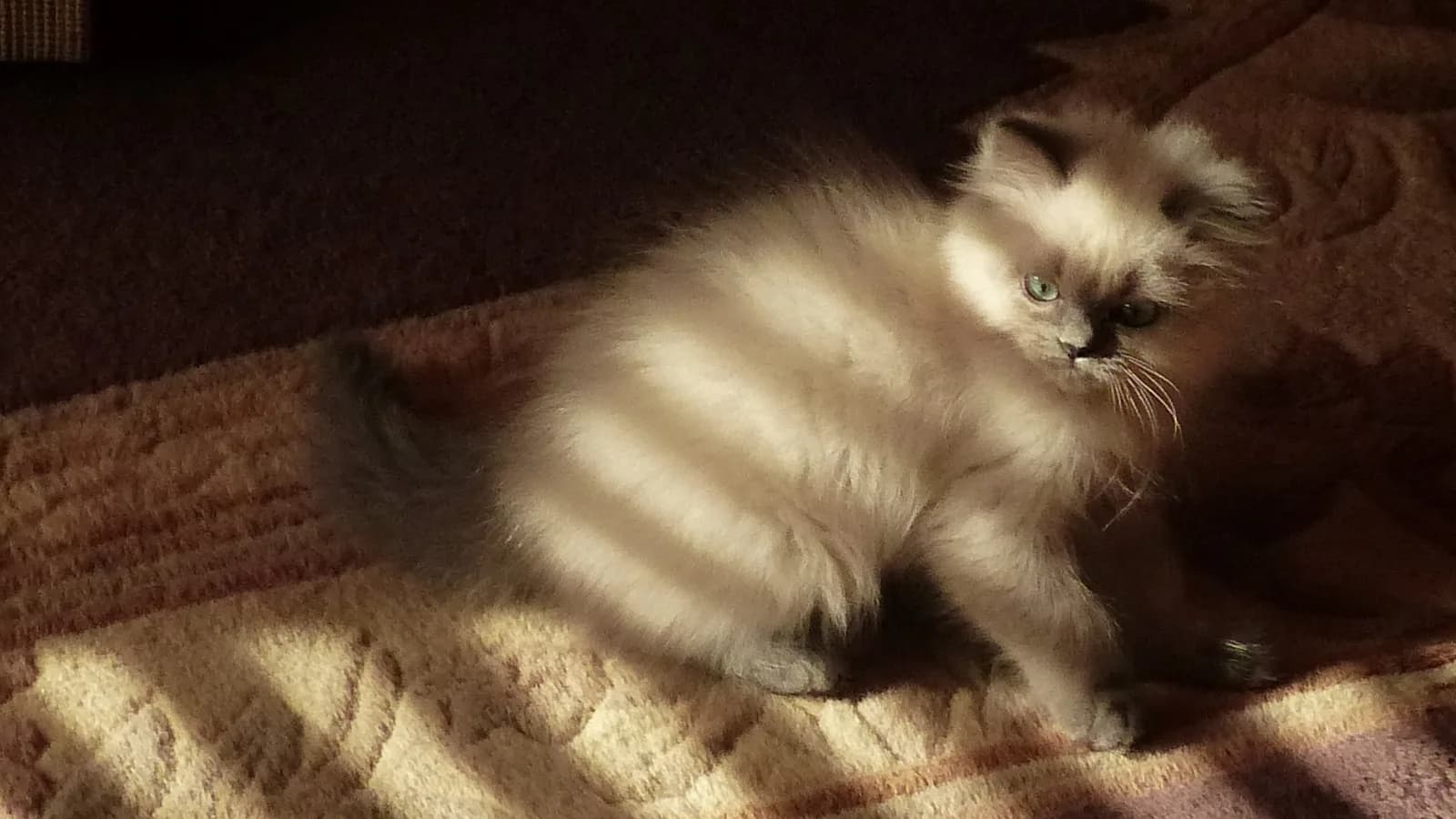 Blue point Himalayan kitten at eight weeks, the age the listings sell