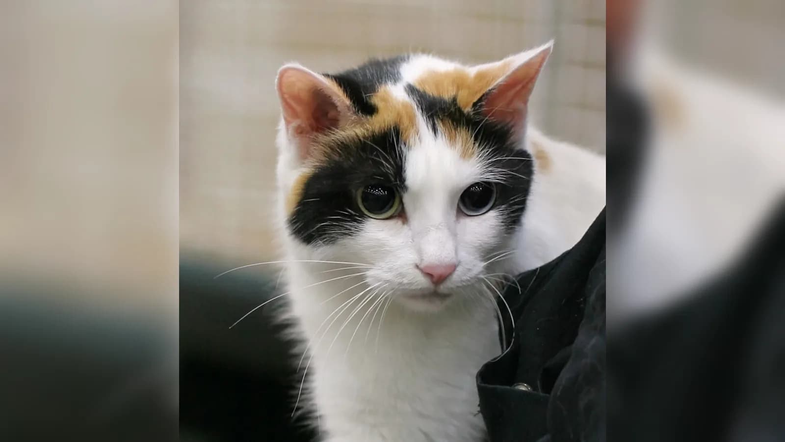Odd-eyed mi-ke Japanese Bobtail show cat, the two features that carry the breed's own price premiums