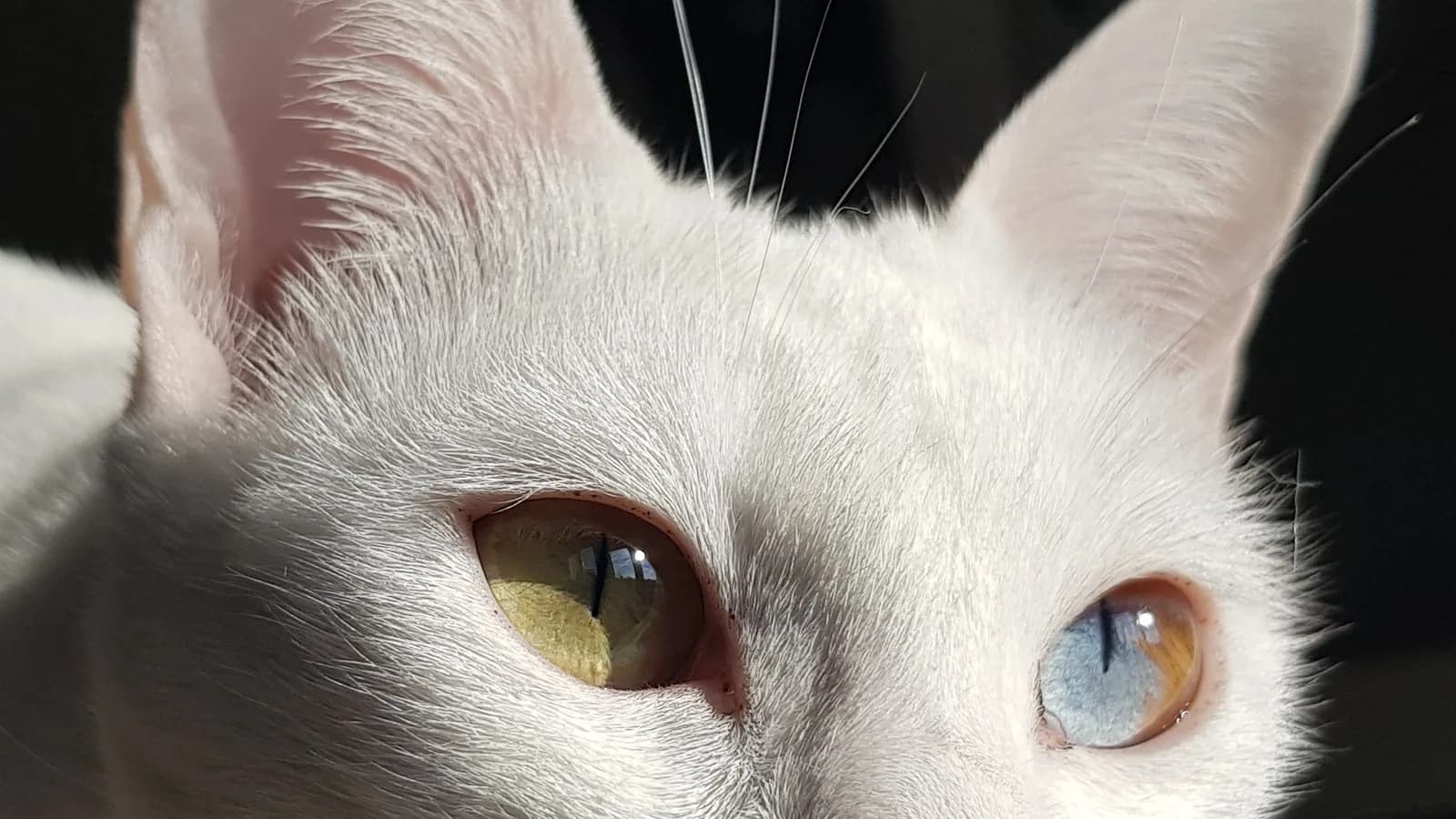 Close-up of a Khao Manee's gold and blue odd eyes, the tier both named catteries price $600-1,000 higher