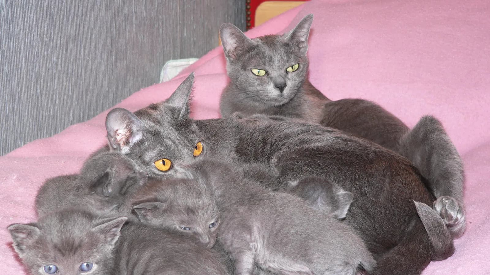 Korat mother with her pile of blue kittens: the litters the market barely prices