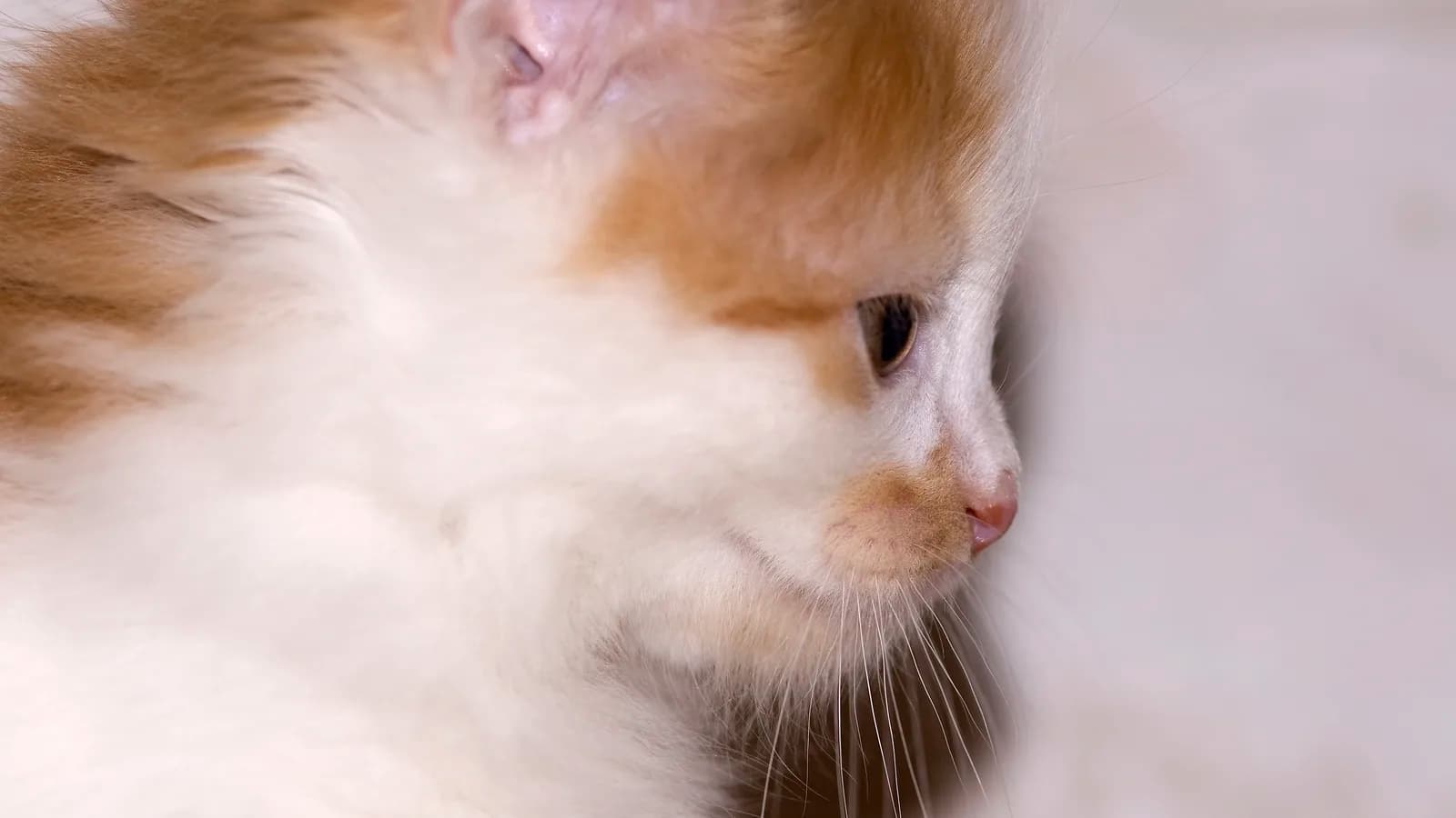 Red and white Kurilian Bobtail kitten in profile, from the smallest seller pool in our price research