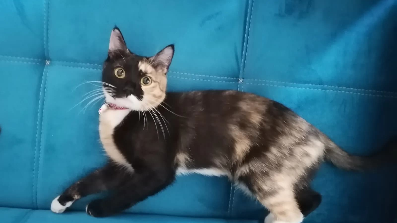 Young tortie LaPerm on a blue sofa, from one of the fancy's thinnest markets