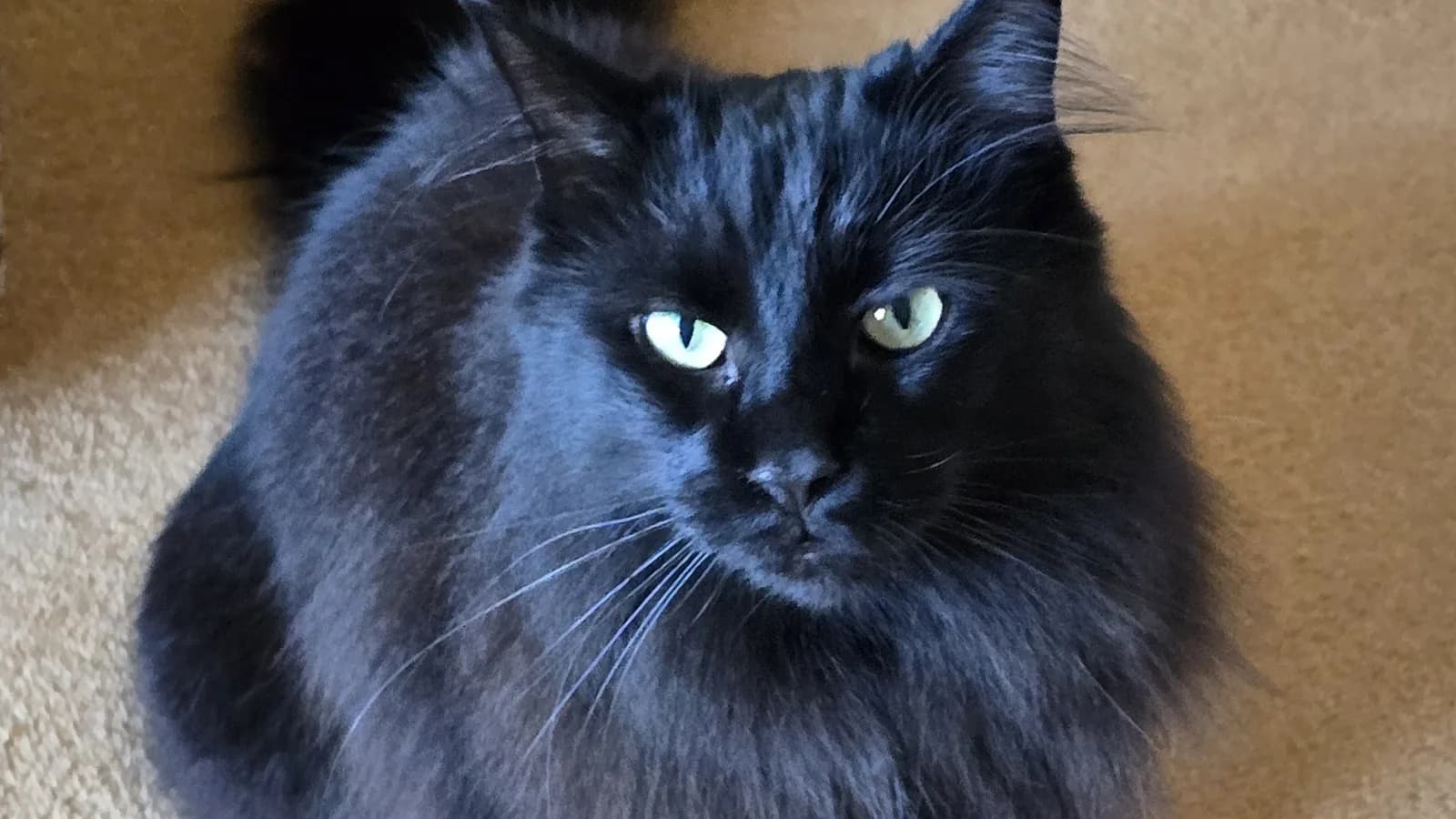 Solid black Maine Coon looking up, full ruff and green-gold eyes