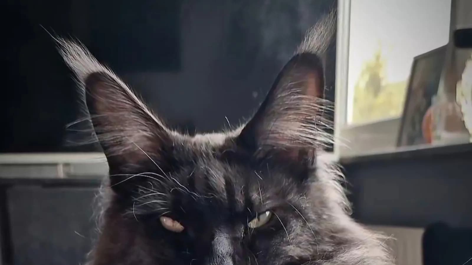 Black smoke Maine Coon with the pale undercoat showing around the ears and ruff