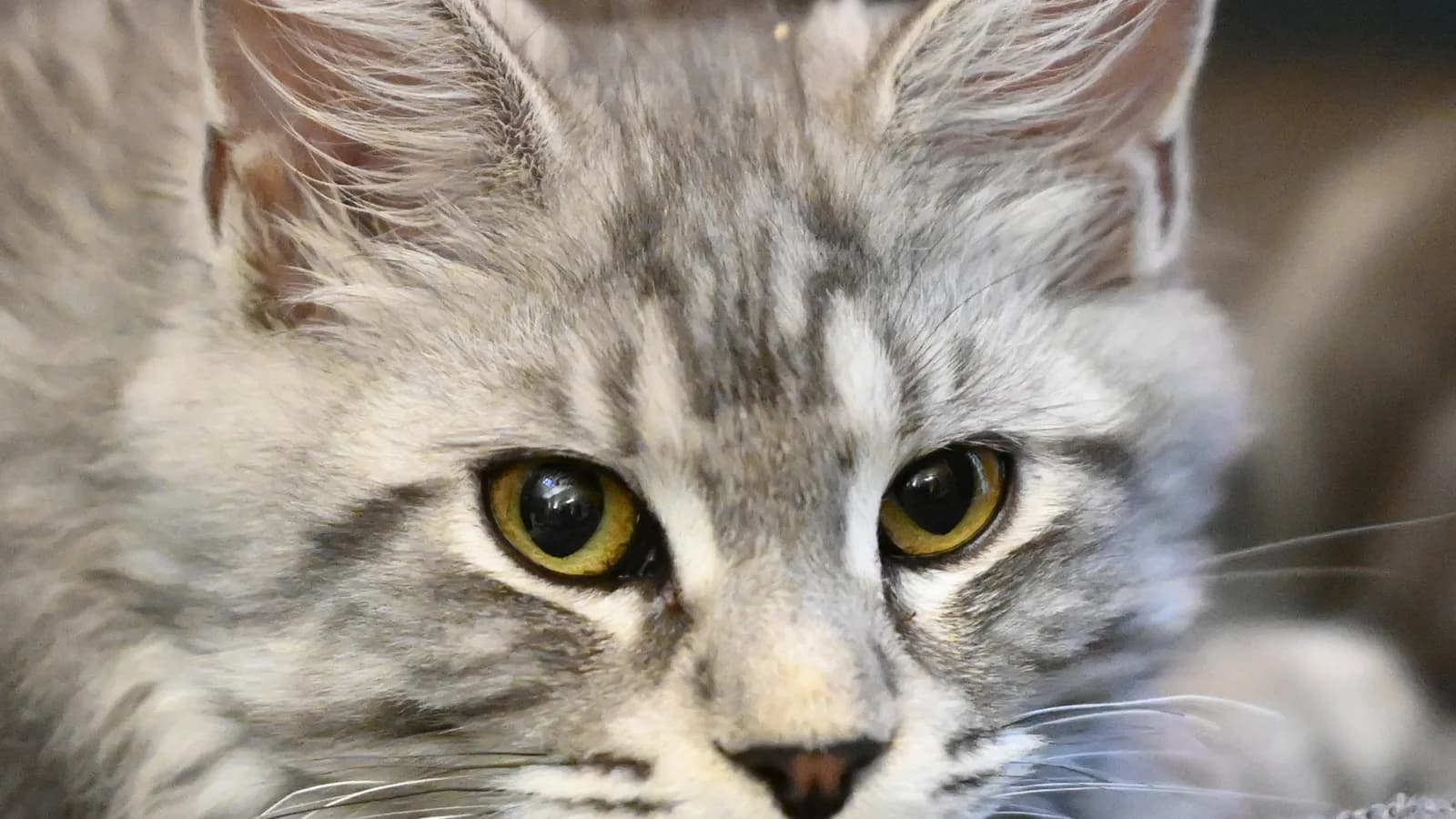 Silver-gray tabby Maine Coon kitten close-up