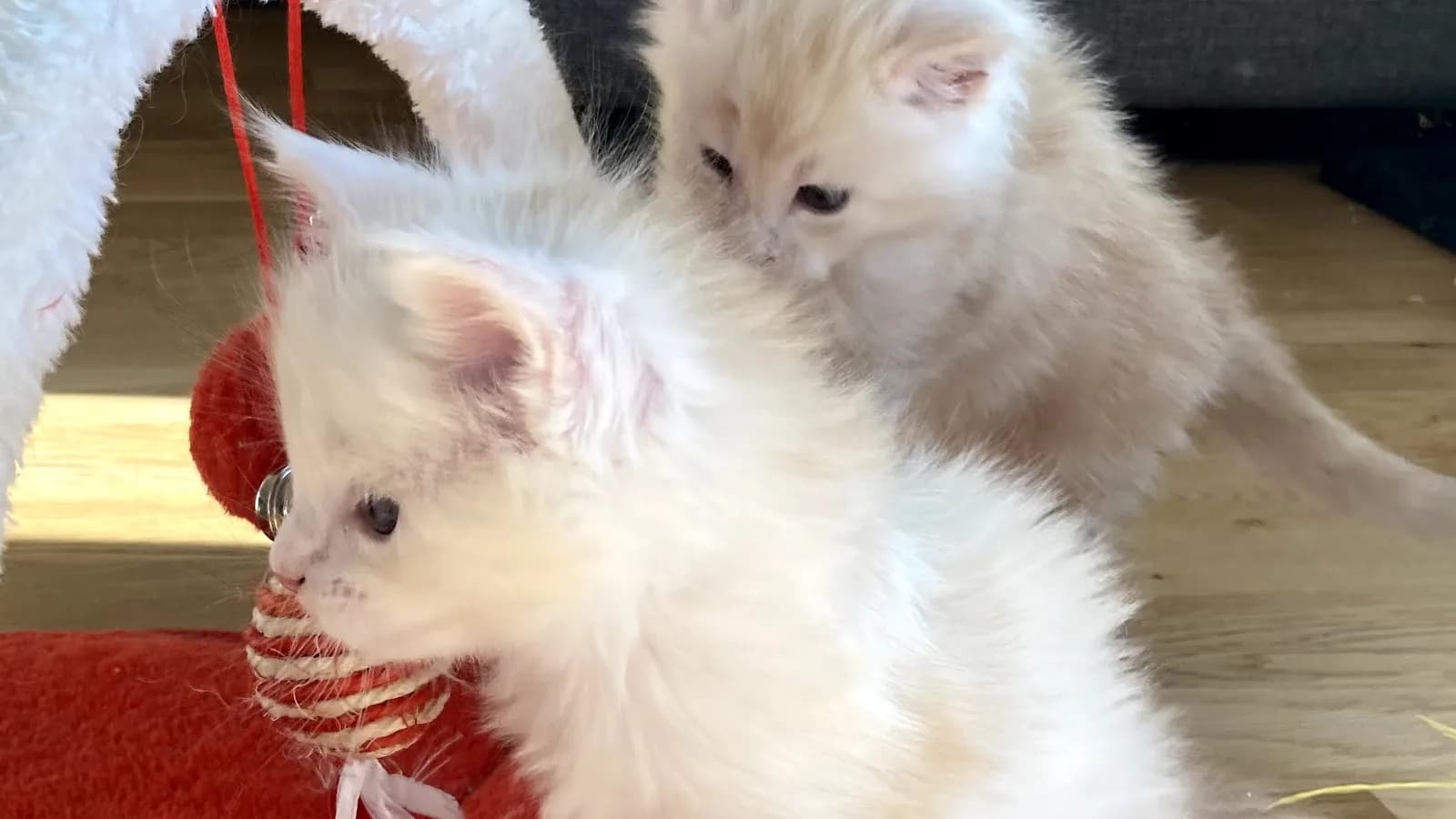 Two cream silver tabby Maine Coon kittens playing together