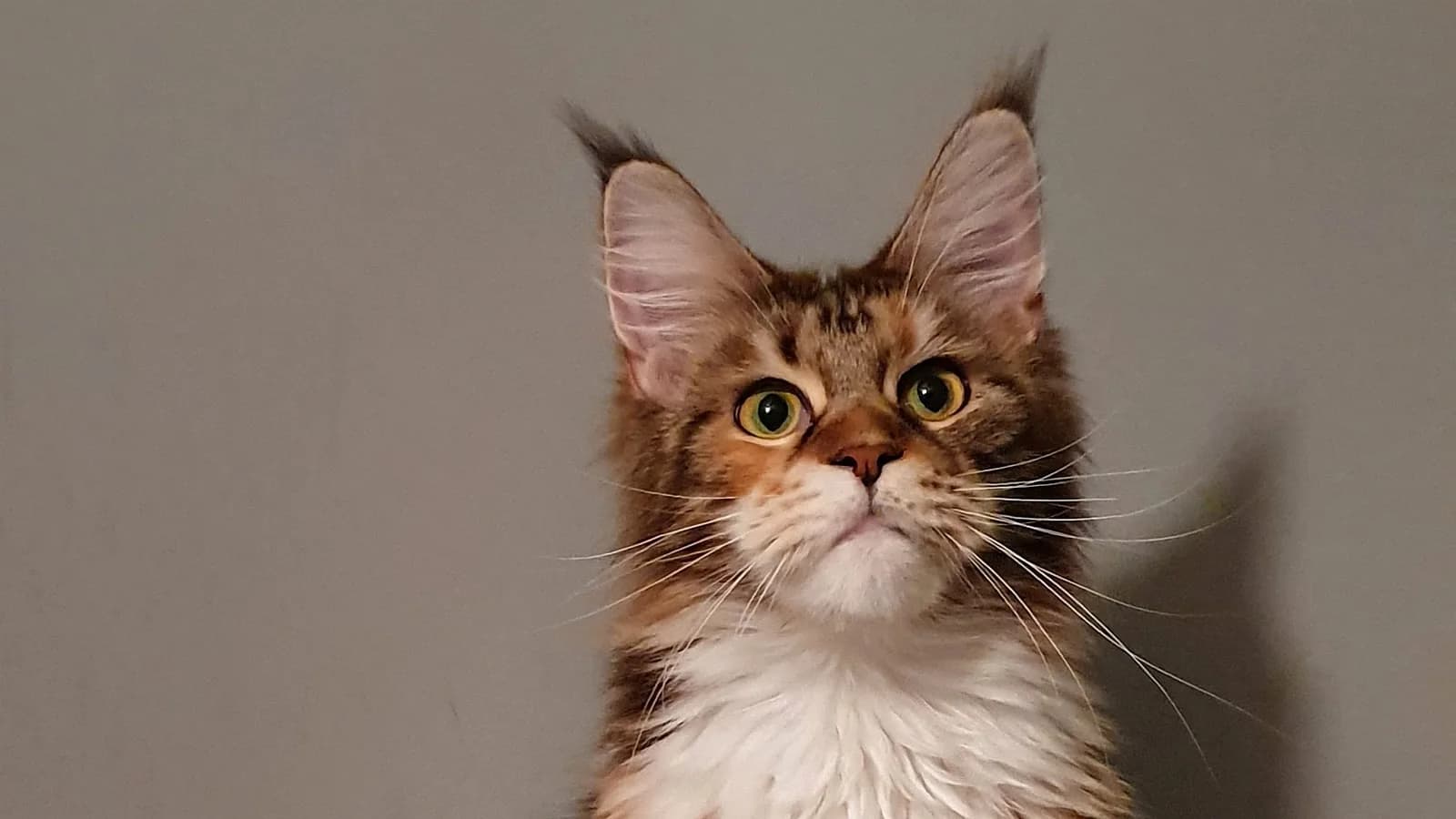Calico Maine Coon facing the camera, white chest and tufted ears