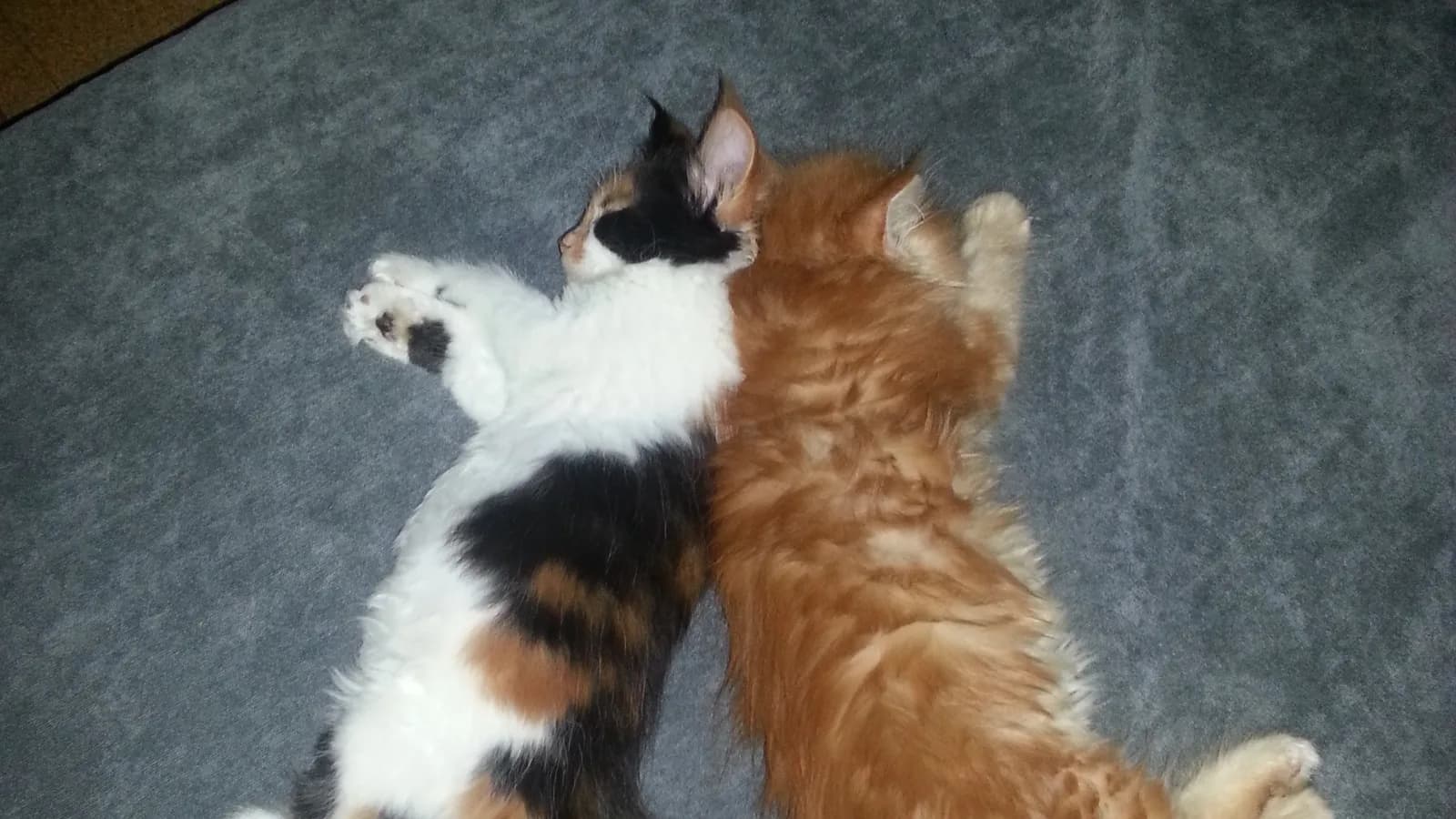 Two Maine Coon kittens asleep side by side, one calico and white, one red tabby