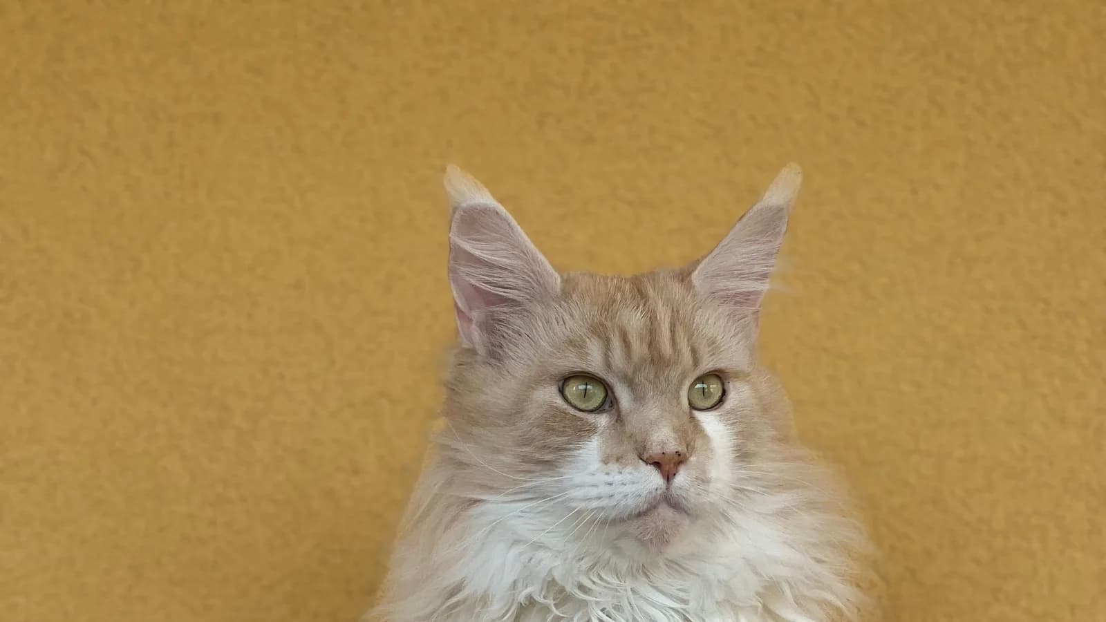 Cream Maine Coon sitting upright against a yellow backdrop