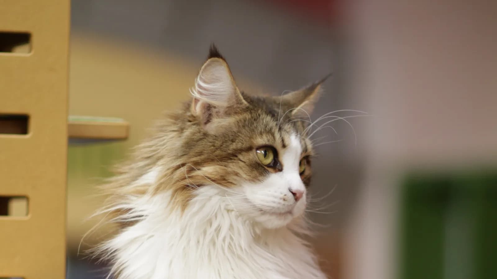 Brown tabby and white Maine Coon in profile, full coat and ruff