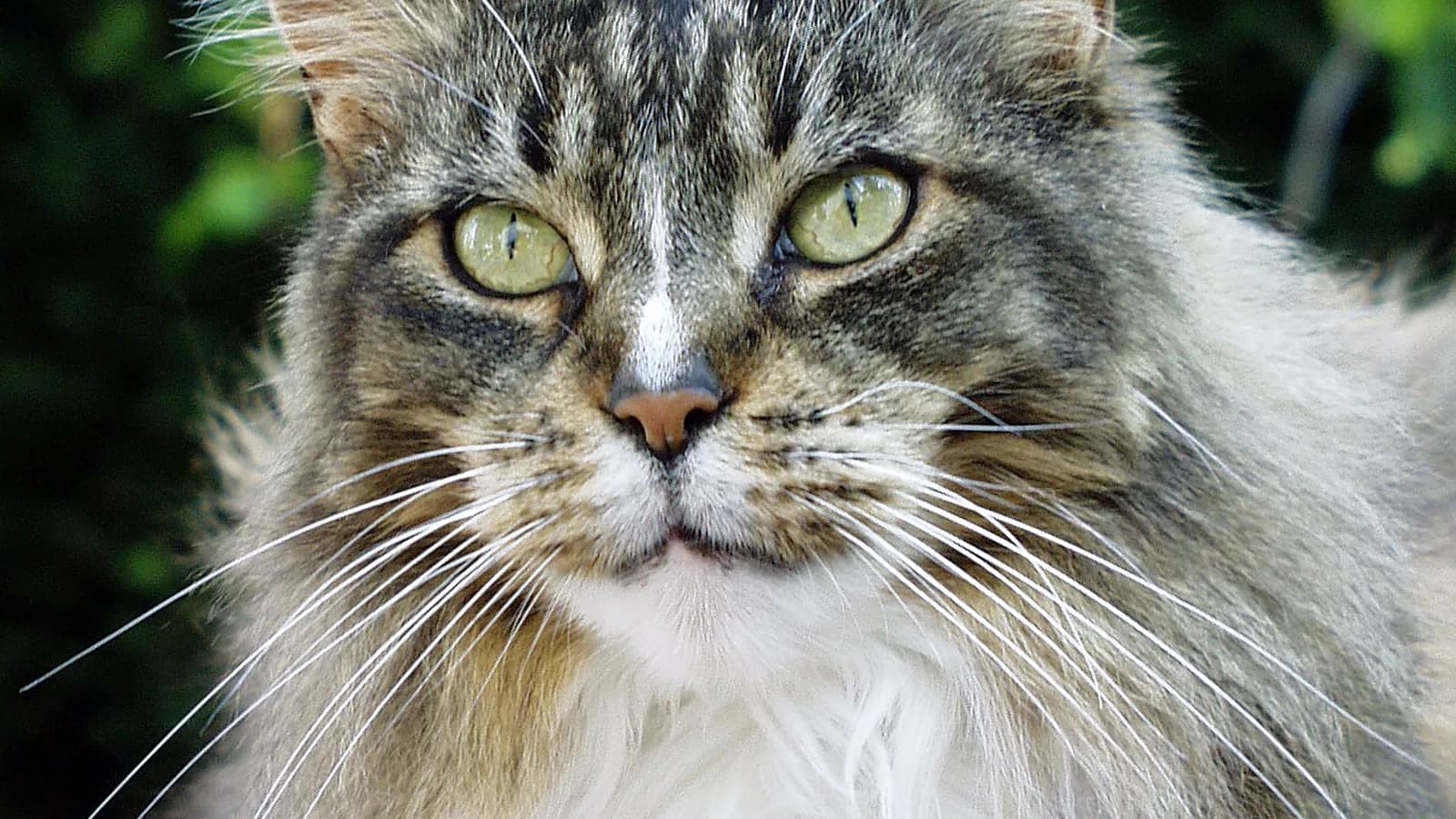 Close portrait of a classic brown tabby Maine Coon with full ruff and ear tufts
