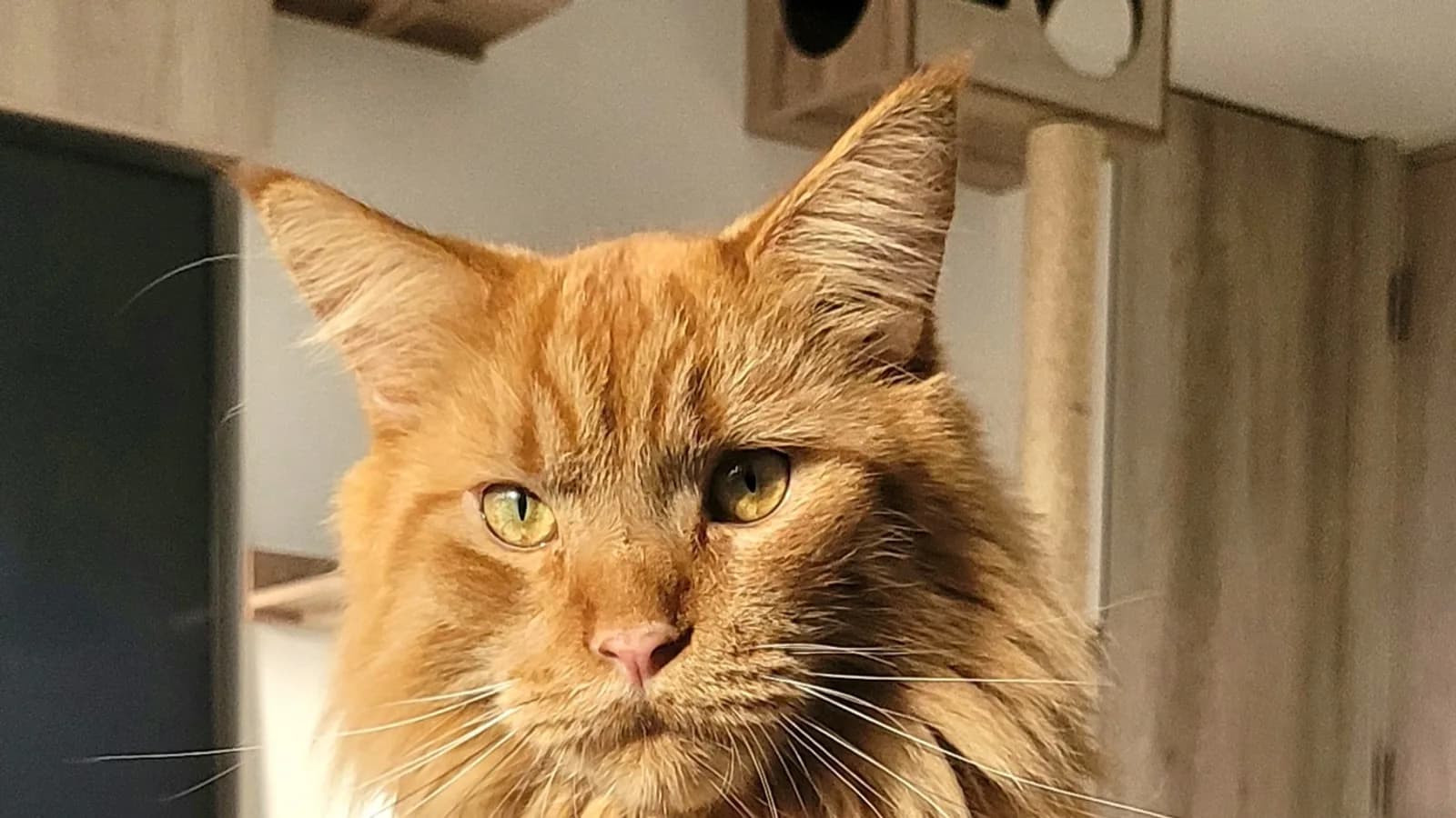 Red tabby (orange) Maine Coon facing the camera, lynx-tipped ears