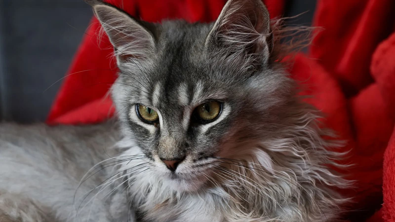 Silver tabby Maine Coon portrait, pale cool coat with dark markings
