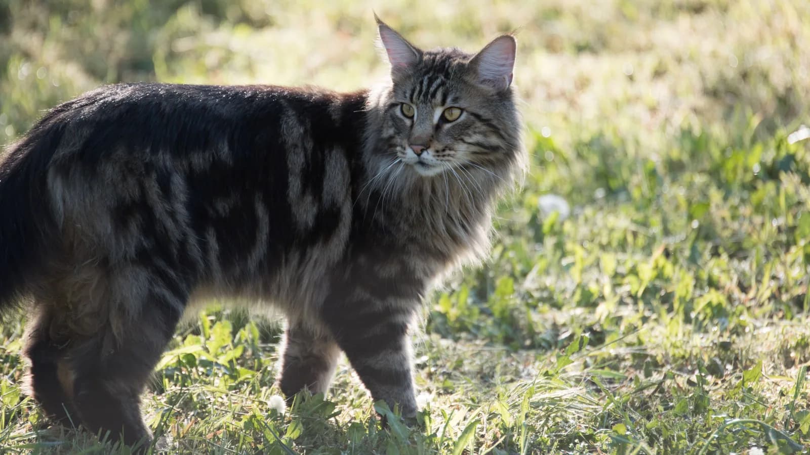 Brown tabby Maine Coon standing in sunlit grass, swirl markings visible on the flank