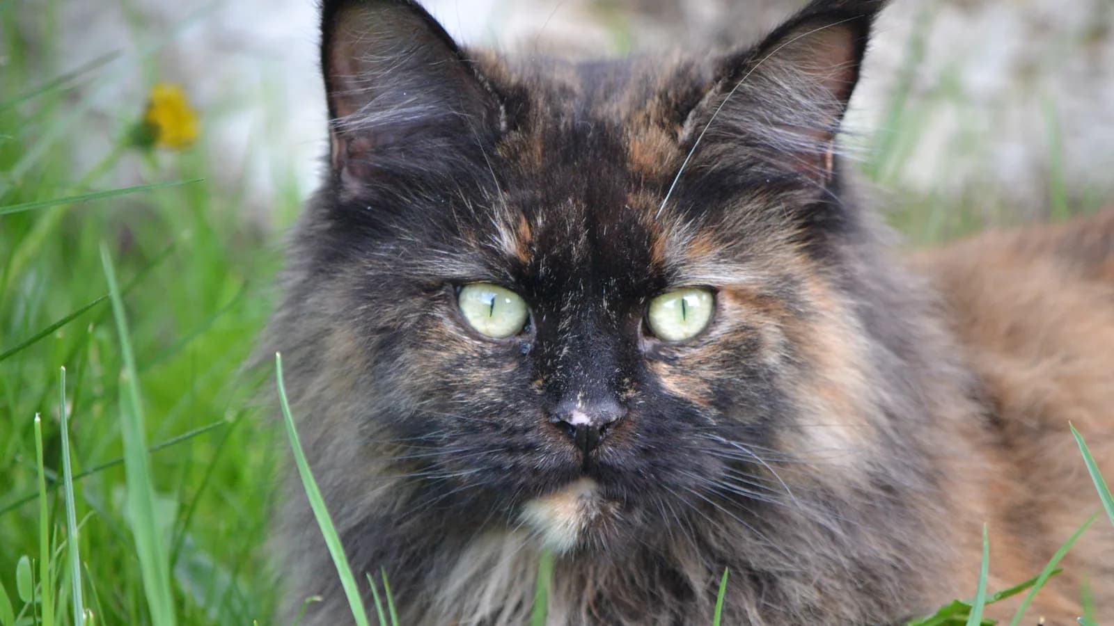 Tortoiseshell Maine Coon face close-up in grass, black and red mingled