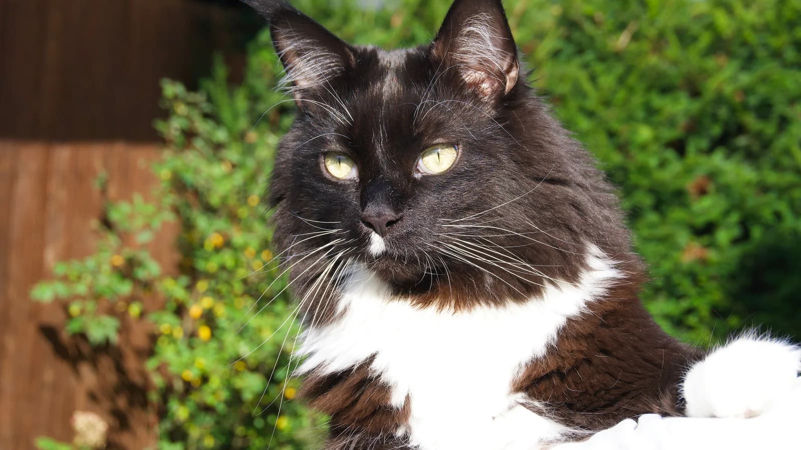 Black and white tuxedo Maine Coon outdoors, white bib and paws visible