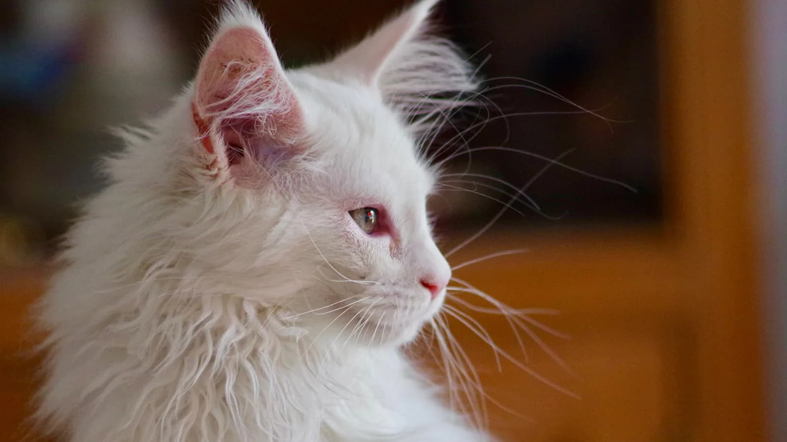 White Maine Coon kitten in profile