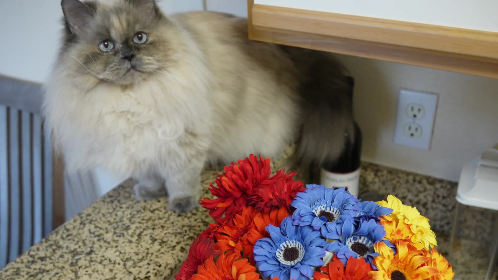 Longhaired colourpoint Munchkin on a kitchen counter behind a bunch of bright flowers