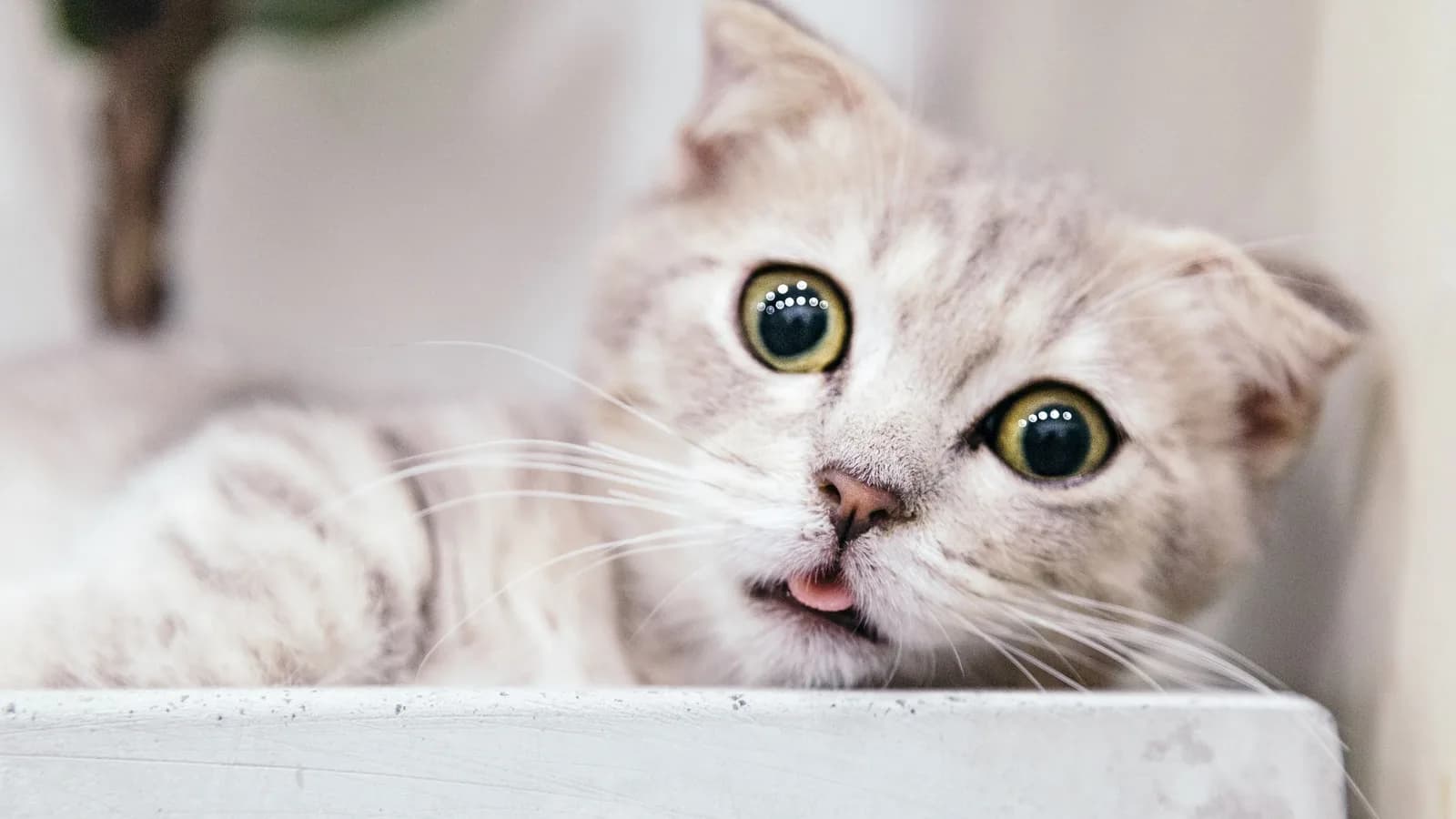 Wide-eyed grey and white Munchkin kitten with its tongue out, the age the listings sell