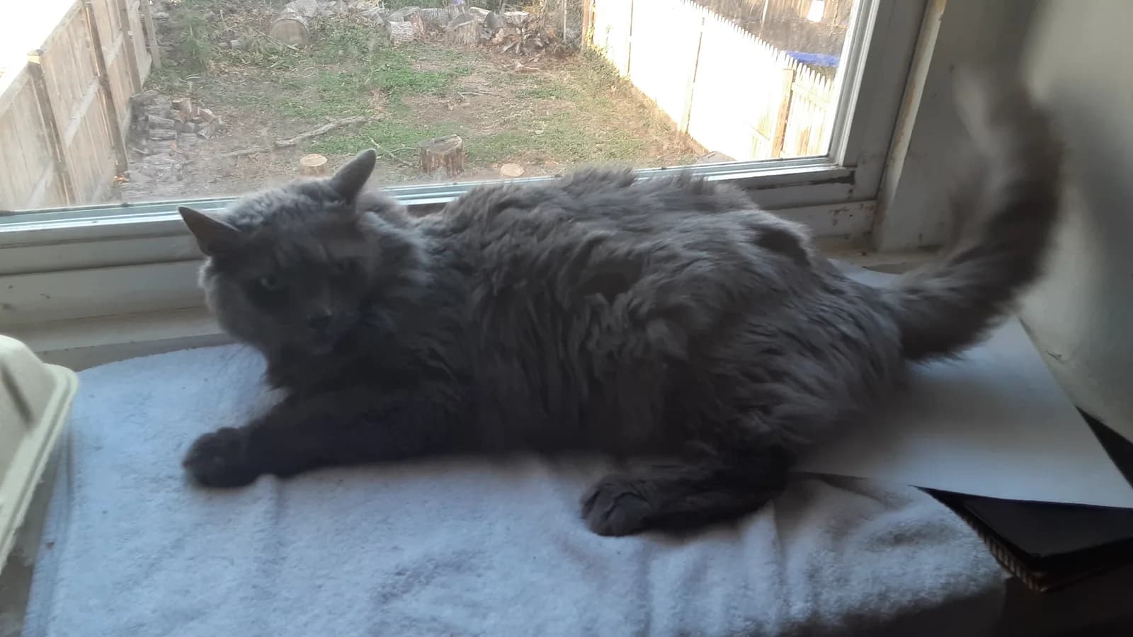 Semi-longhaired blue Nebelung with the plumed tail on a window perch, the coat that separates it from cheap lookalike listings