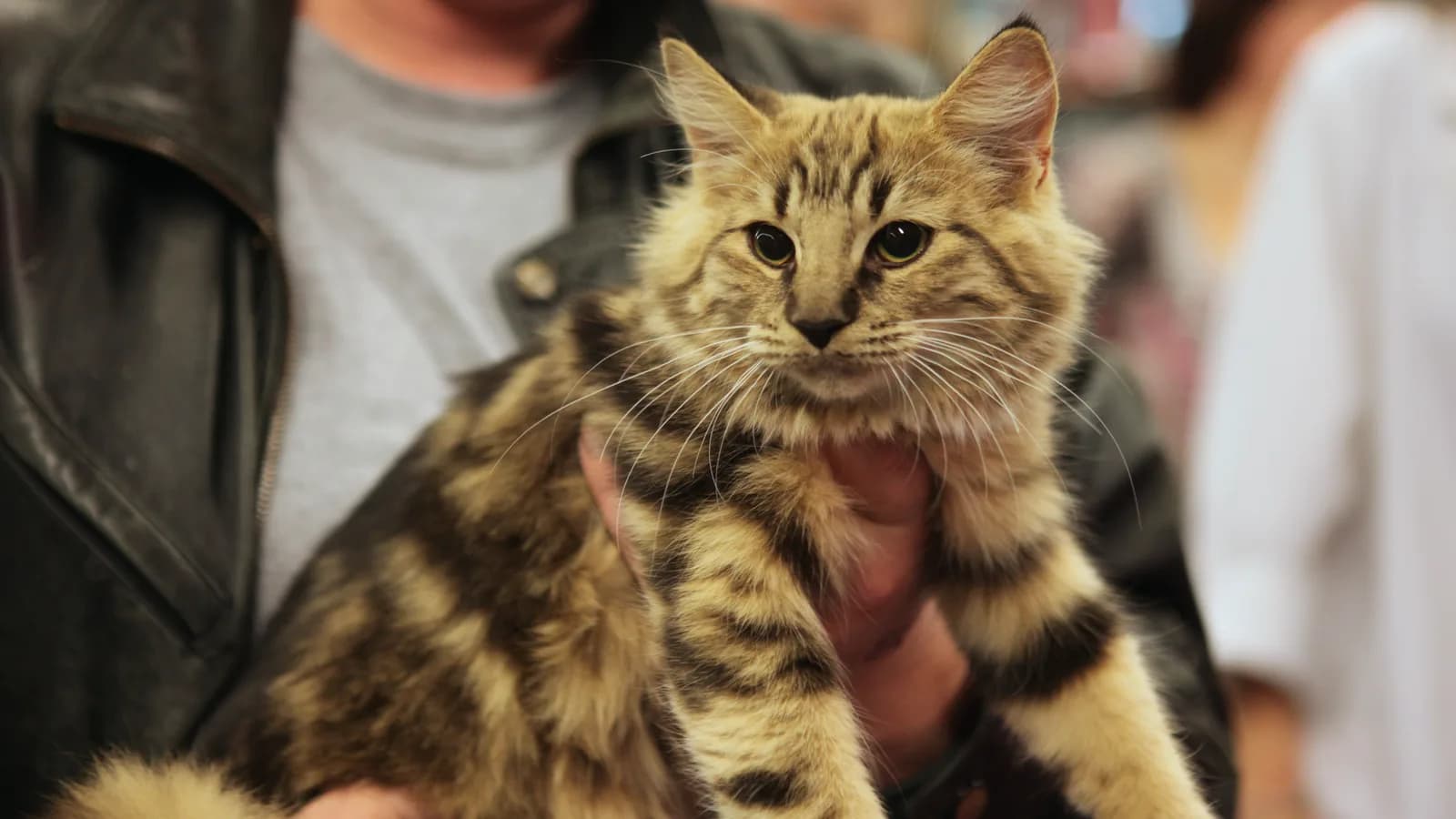 Amber tabby Norwegian Forest Cat held up at a show, the honey-gold color no other breed carries