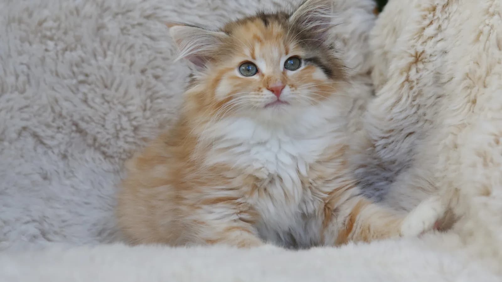 Eleven-week-old tortie tabby and white Norwegian Forest kitten on a sheepskin, the age buyers wait for