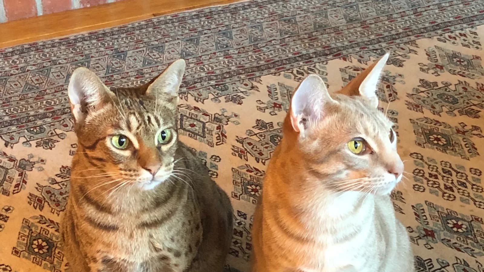 Two Ocicats sitting side by side, the breeder-direct market this page prices across four countries