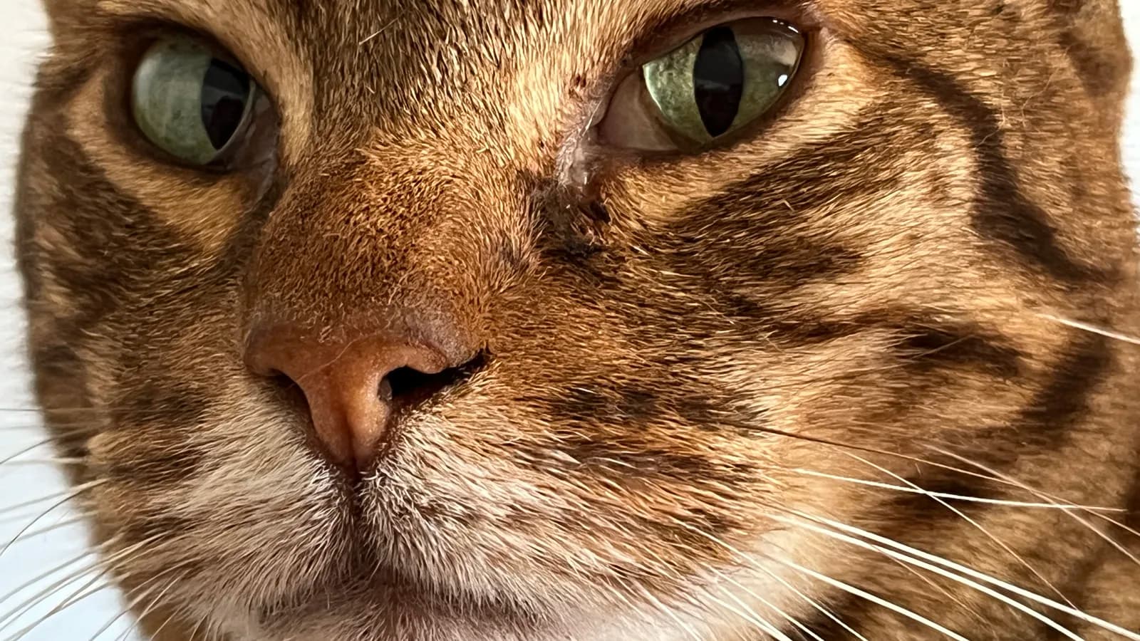 Ocicat face close-up, the wild ocelot look worn over zero wild DNA