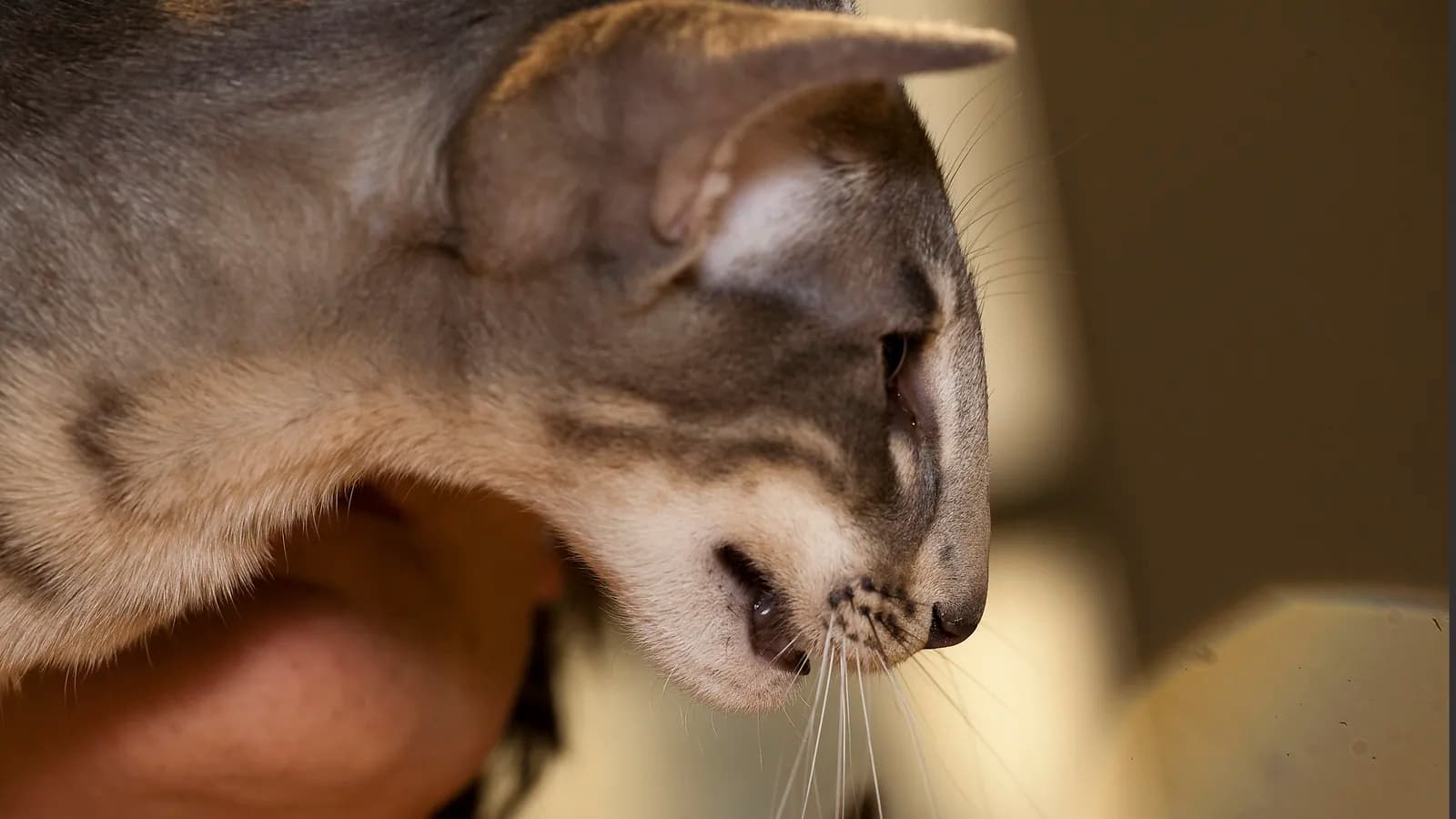 Blue Oriental Shorthair in extreme side profile at a show, the wedge and ear the standards describe