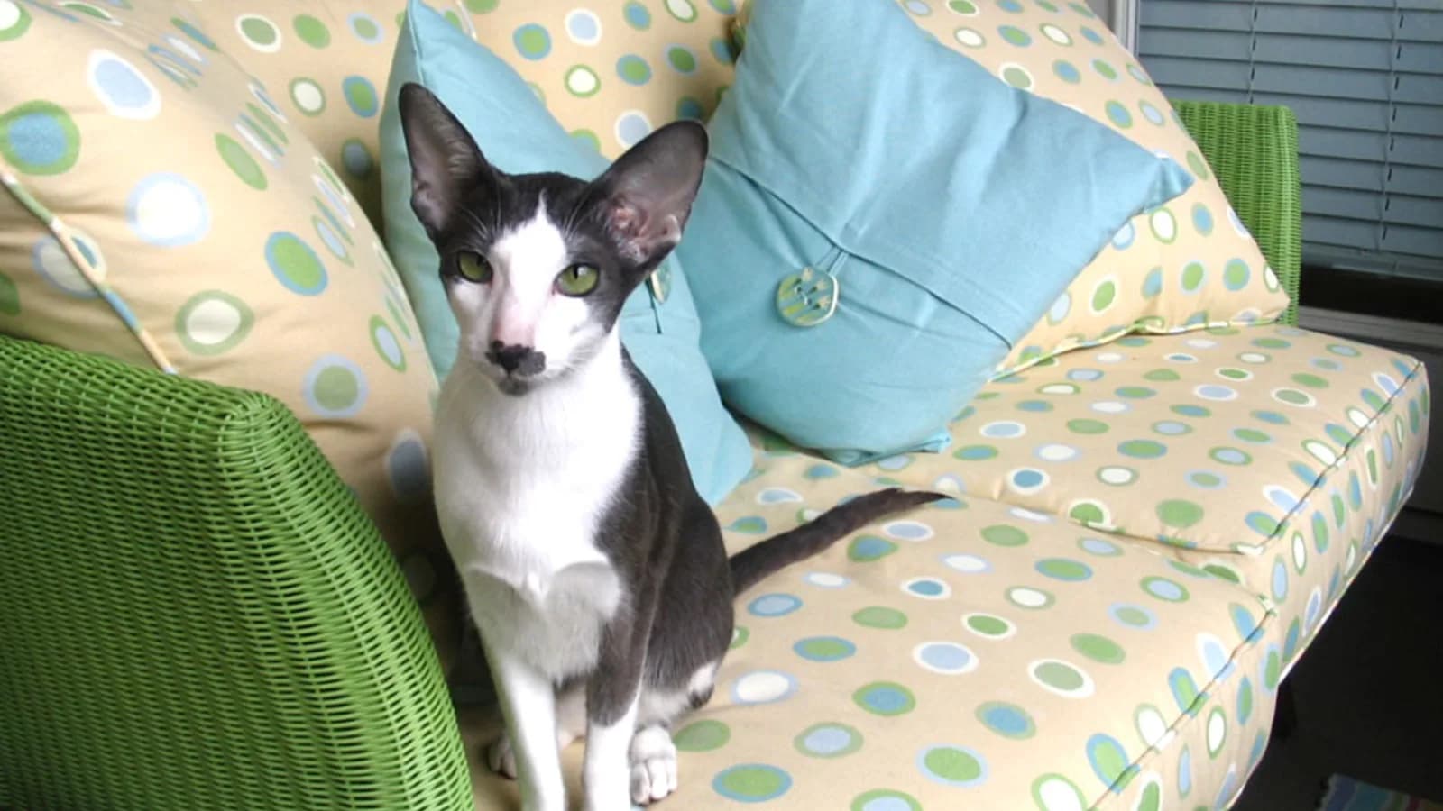 Black and white bicolor Oriental Shorthair on a couch, one square of the fancy's largest palette