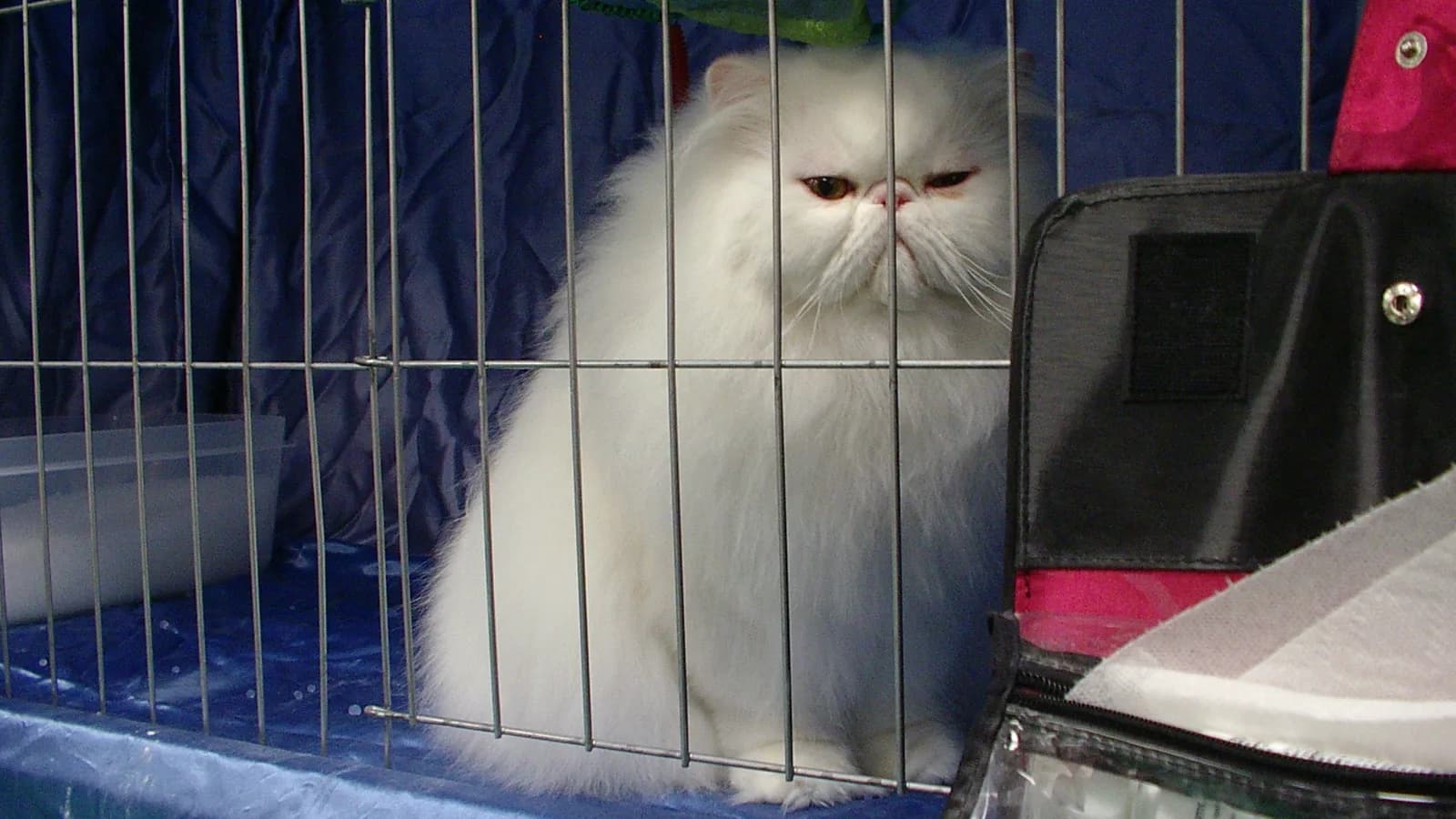 White Persian posed in a show cage, the registry world where the PKD rules are written