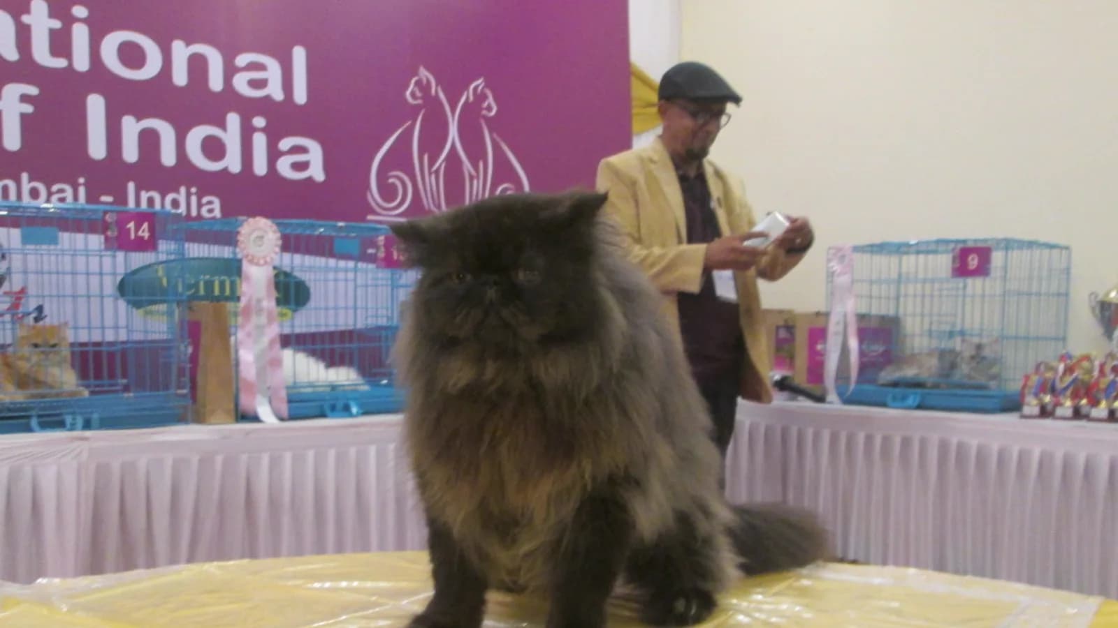 Black Persian standing on the judge's table at a Mumbai cat show