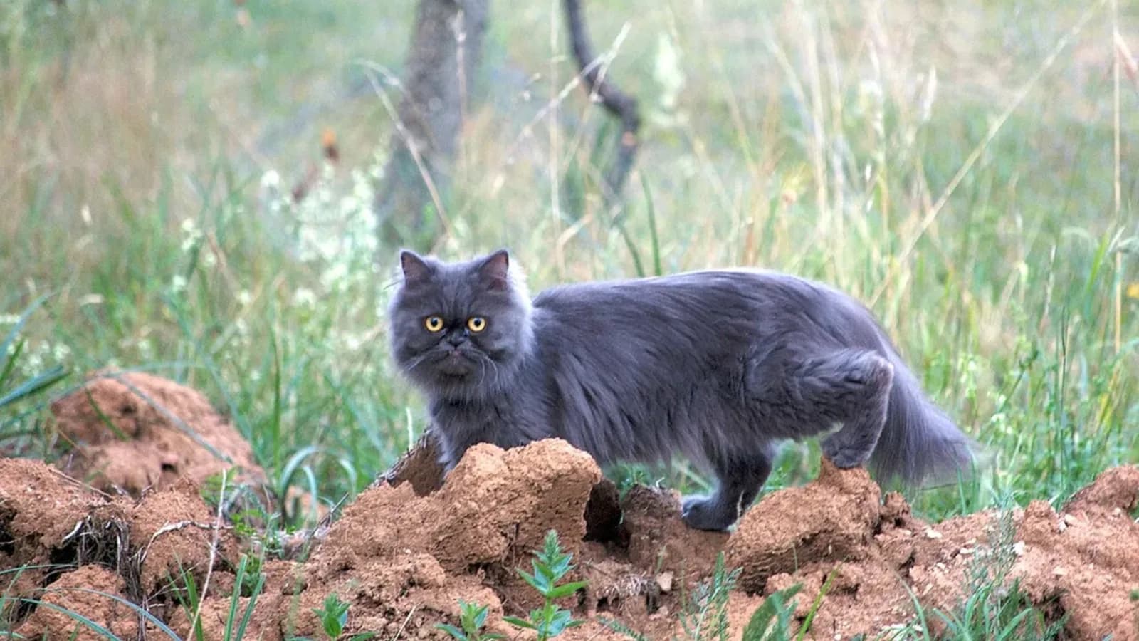 Blue Persian standing in long grass, the slate-grey dilute that ruled the first cat shows