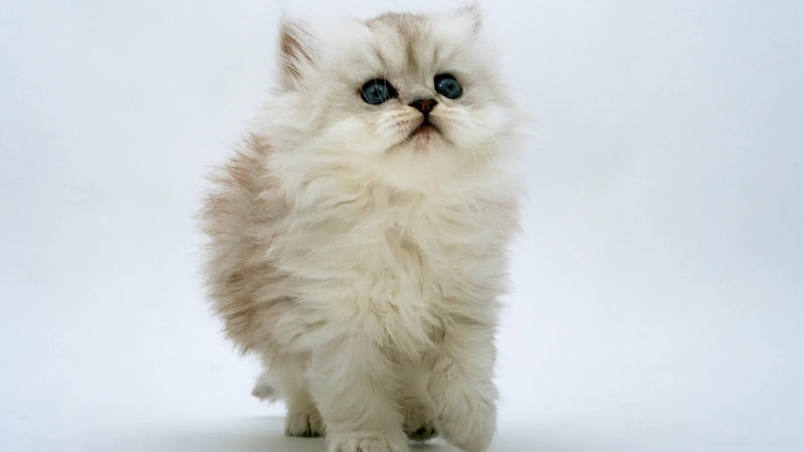 White Persian kitten standing in a studio, the classic coat before its first show bath