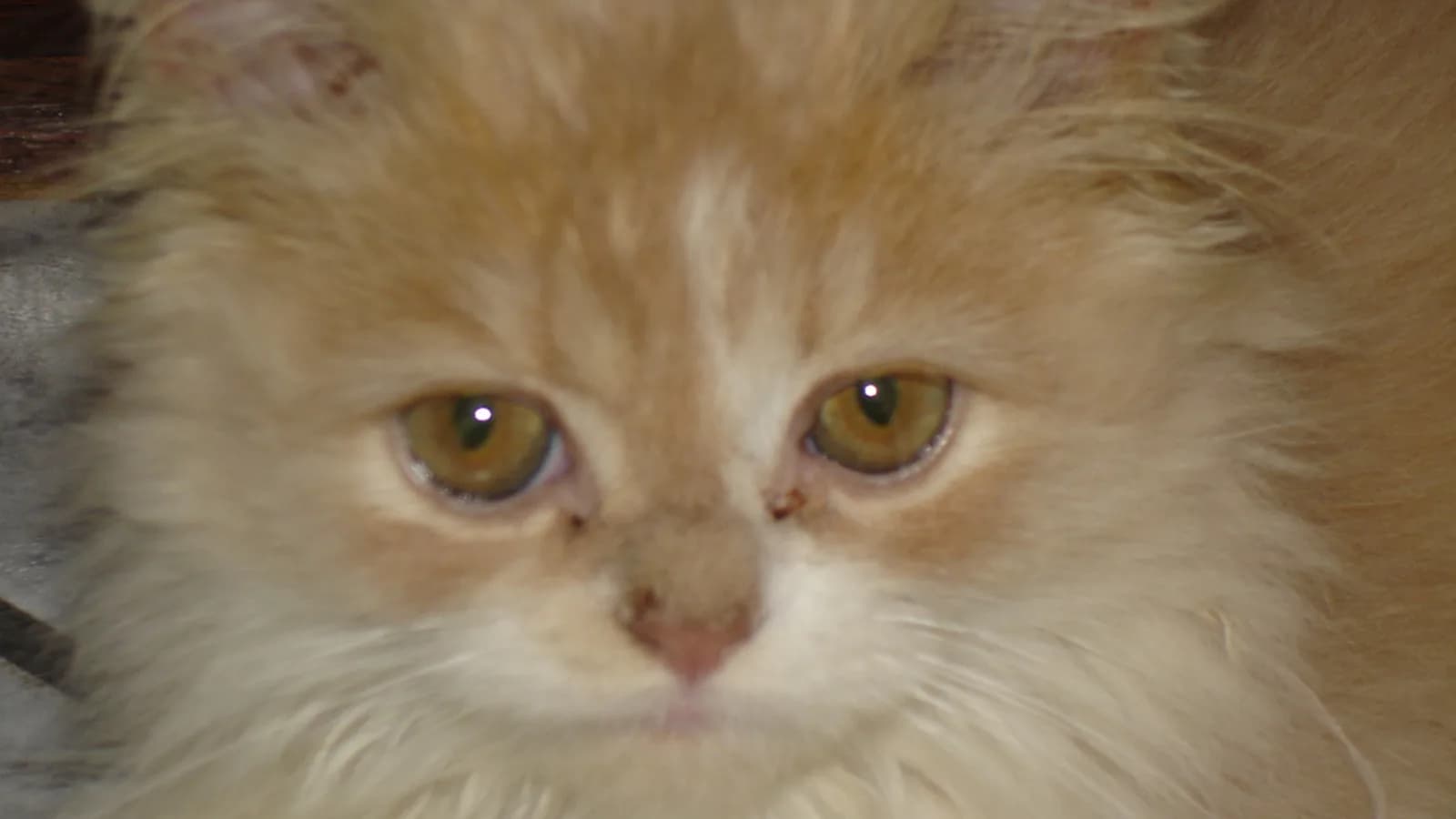 Cream Persian kitten face close up, the age the price lists quote