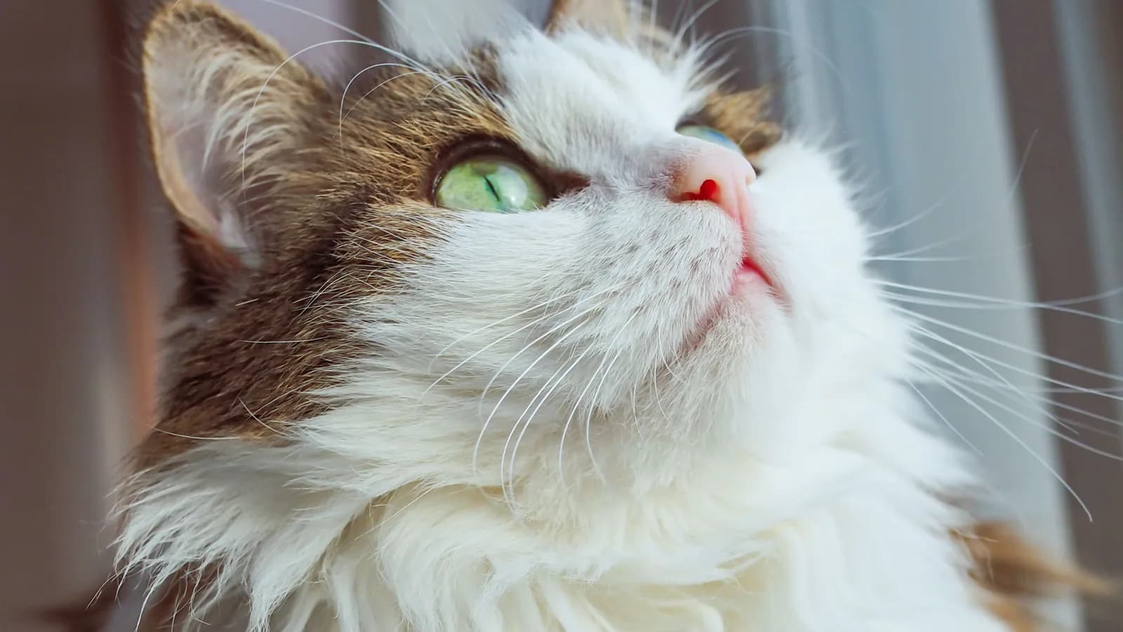 Fluffy bicolor RagaMuffin with green eyes, the coat and eye colors one cattery prices tier by tier