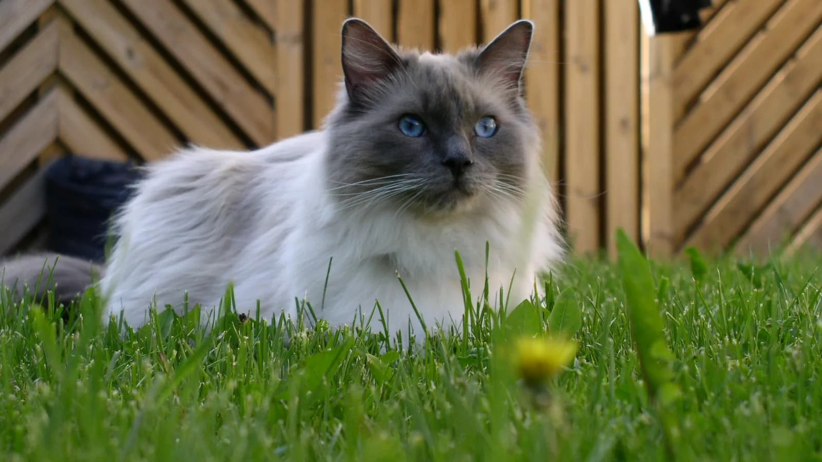 Blue point Ragdoll lying in the grass, slate-grey mask, white ruff and vivid blue eyes
