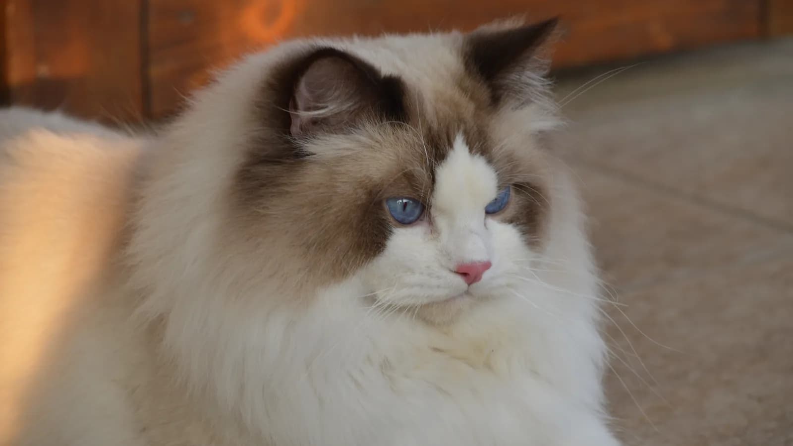 Chocolate point bicolor Ragdoll close up, warm brown mask split by a white blaze
