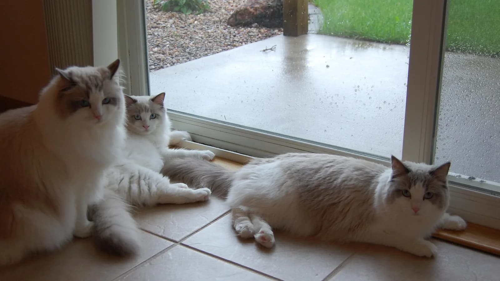 Three Ragdolls lying together by a patio door, seal and blue bicolors