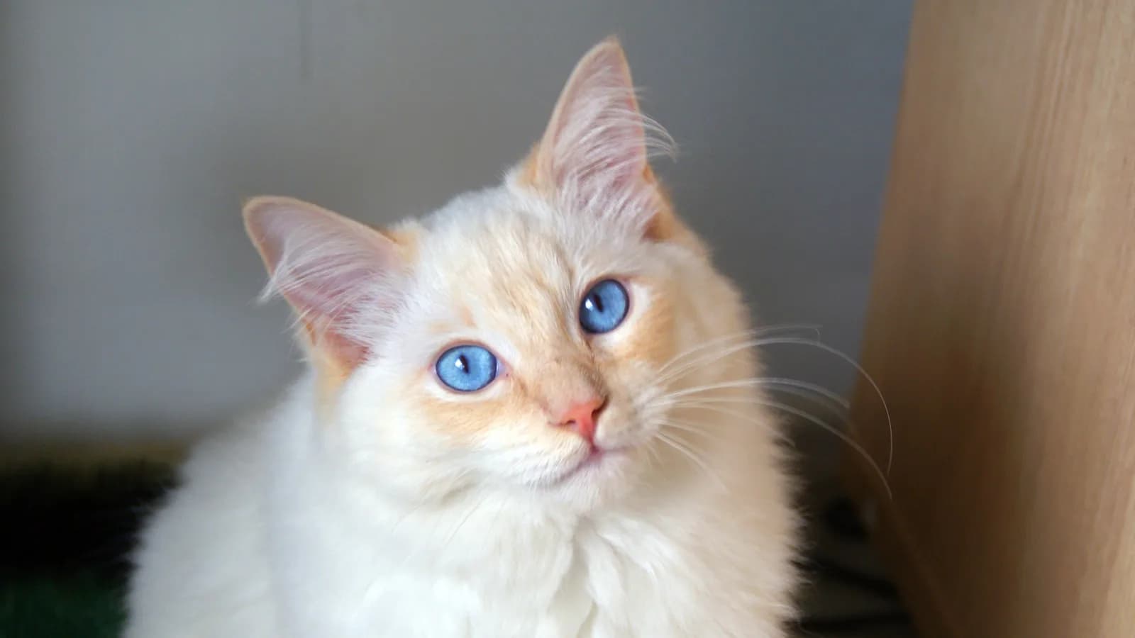 Cream lynx point Ragdoll looking up, faint buff markings and blue eyes