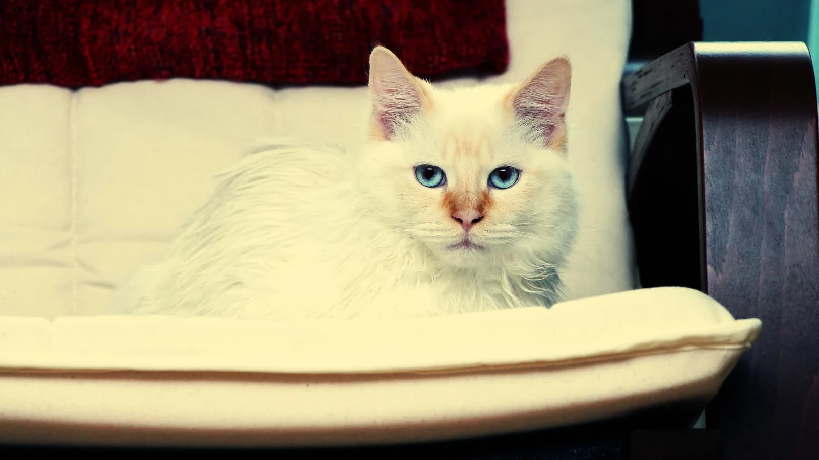Pale flame point Ragdoll resting on a chair, apricot ears and nose, blue eyes