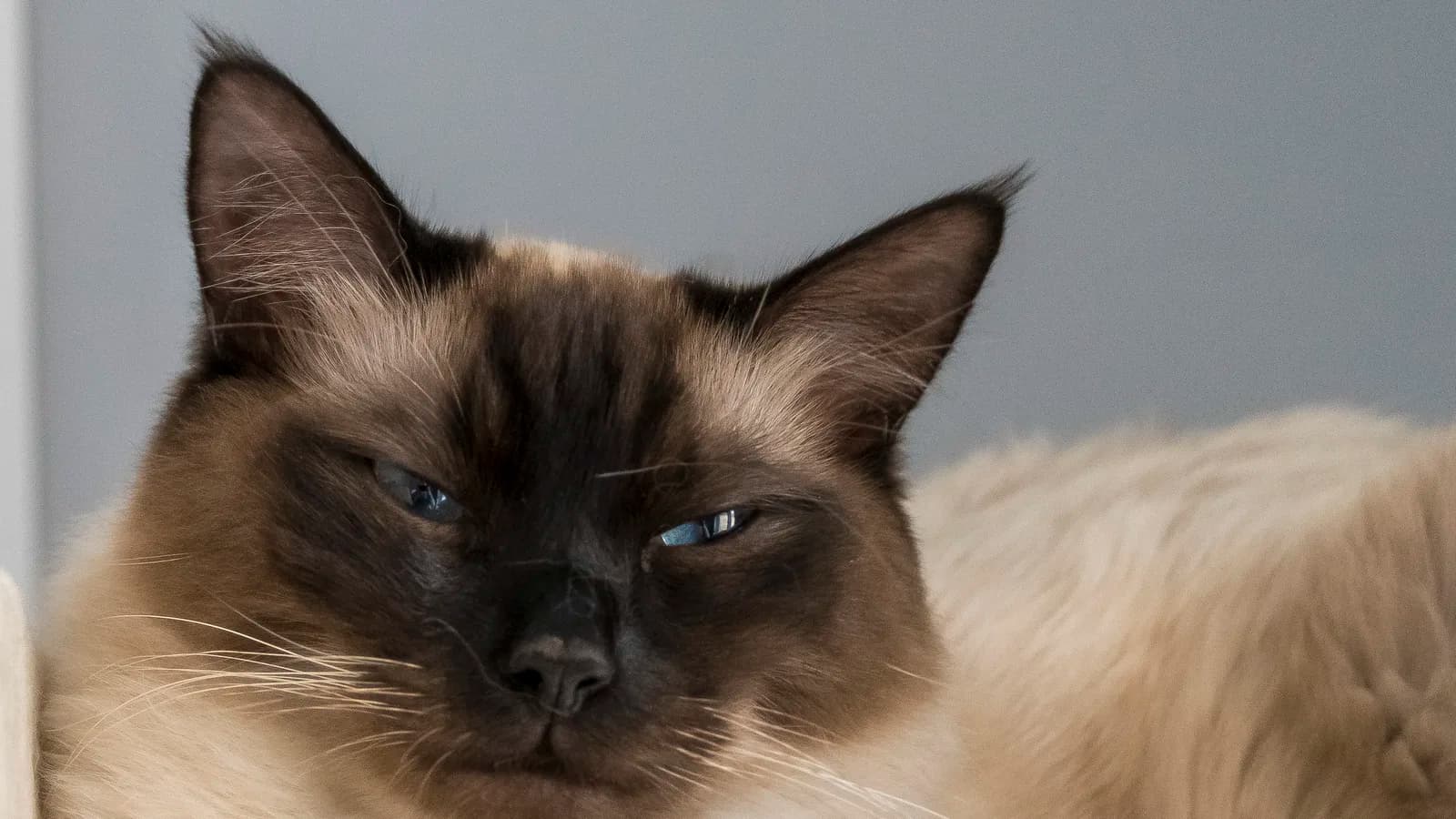 Seal point Ragdoll half asleep, heavy-lidded blue eyes