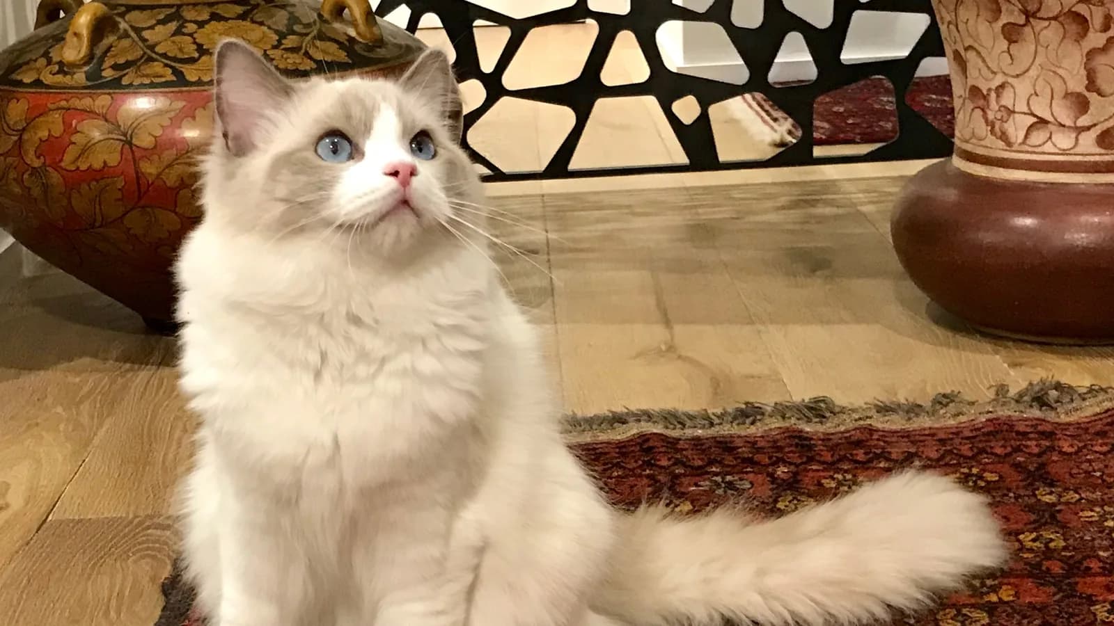 Lilac point and white Ragdoll sitting upright, pale frost points and blue eyes