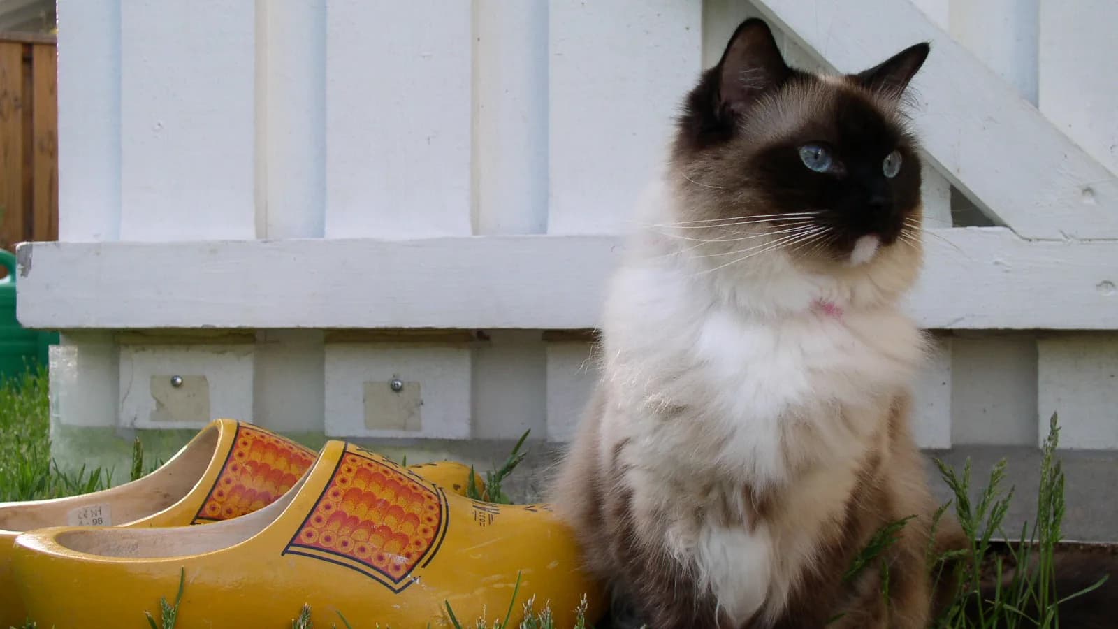 Seal mitted Ragdoll sitting by a white fence beside a pair of Dutch clogs, deep brown mask and blue eyes