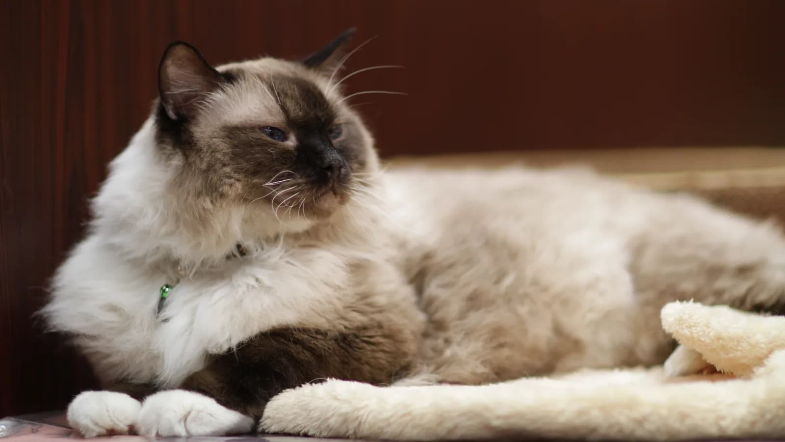 Seal mitted Ragdoll in full coat lying on a fleece blanket
