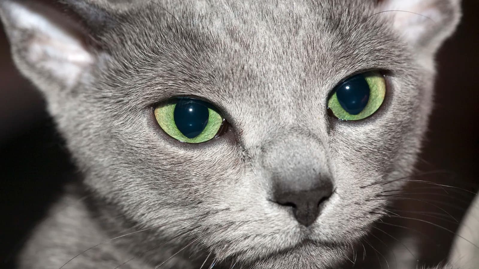 Russian Blue male with vivid green eyes and silver-tipped coat at a Moscow show